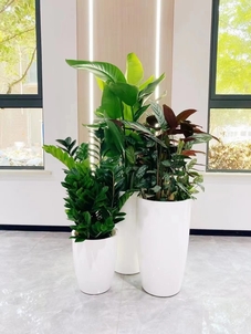 余姚花卉租赁价格实惠，装点生活超划算！